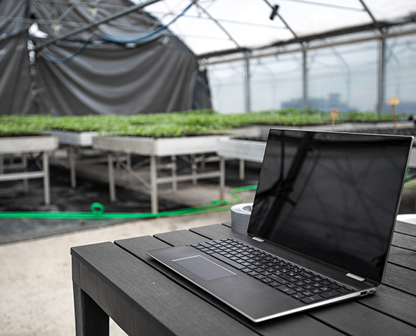 cannabis courses